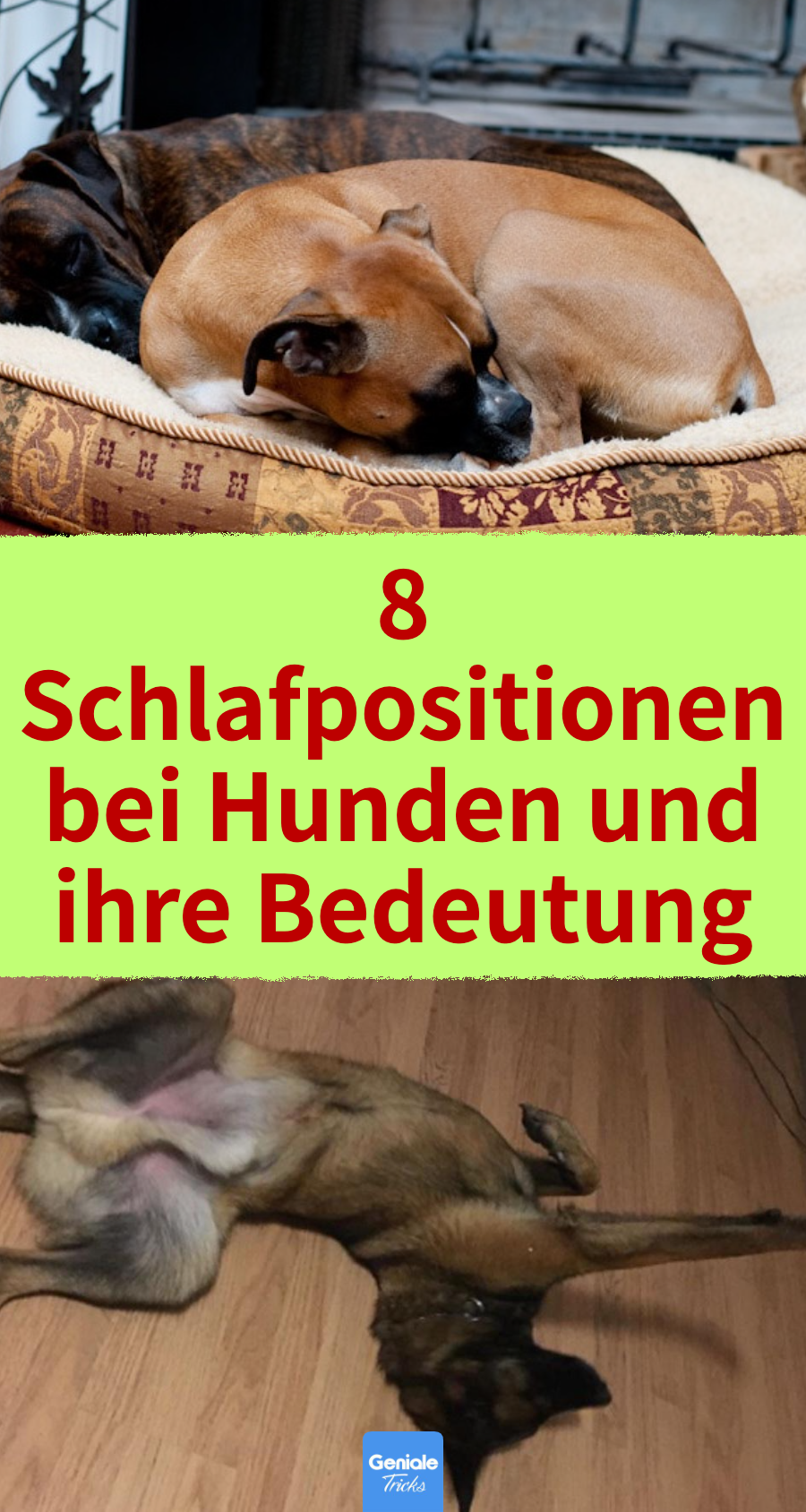 Wie schlafen Hunde? 8 beliebte Schlafpositionen von Hunden