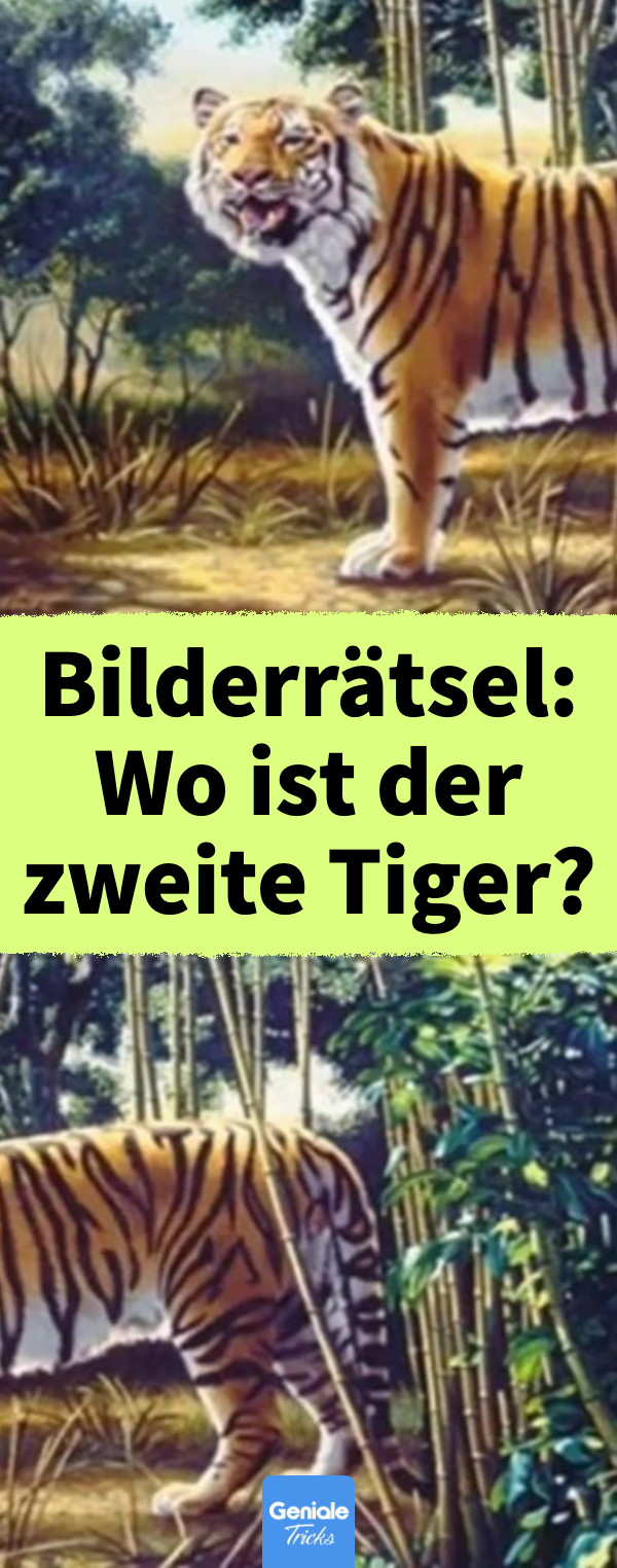 Bilderrätsel für Erwachsene: Wo ist der zweite, versteckte Tiger?