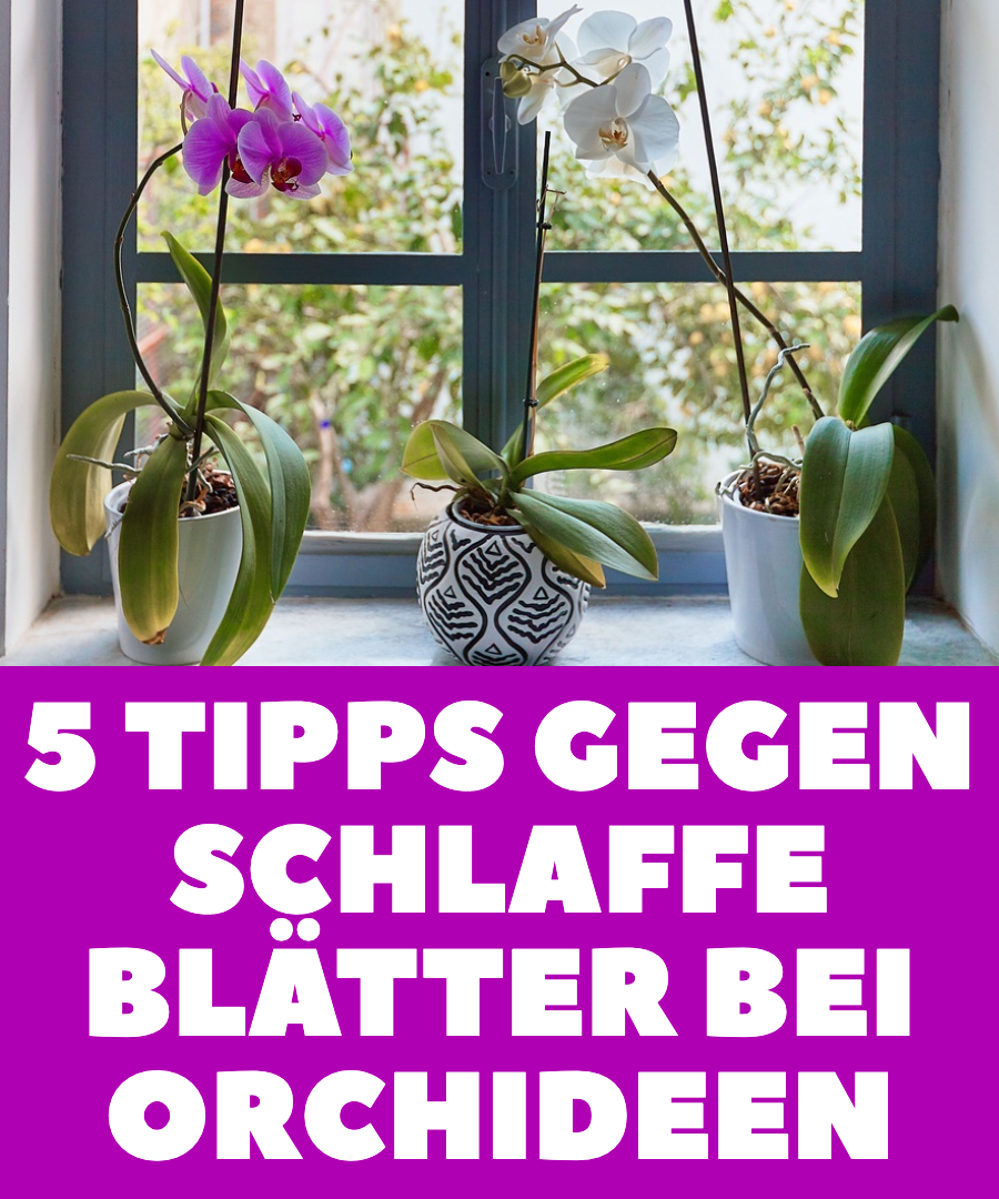5 Tipps gegen schlaffe Blätter bei Orchideen